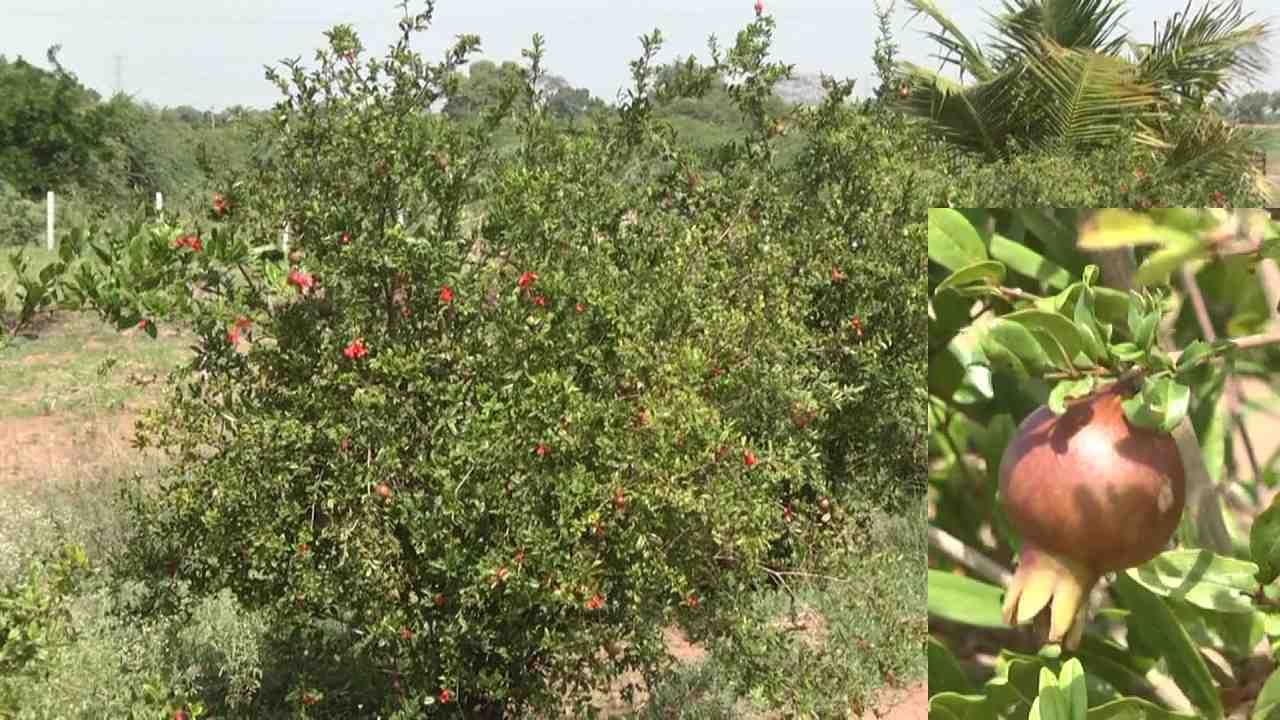  ಹೌದು ಹಳ್ಳಿ ಜೀವನದಿಂದ ಬೇಸರಗೊಂಡು ಅದೆಷ್ಟೋ ಜನ ಸಿಟಿಯಲ್ಲಿ ಸೆಟ್ಲ್ ಆಗುತ್ತಾರೆ. ಮಕ್ಕಳ ಓದು ಅದು ಇದು ಅಂತ ಹಳ್ಳಿ ಬಿಟ್ಟು ಪಟ್ಟಣ ಸೇರಿ ಹಳ್ಳಿಯನ್ನೆ ಮರೆಯುತ್ತಾರೆ. ಆದ್ರೆ ಇಲ್ಲೊಬ್ಬ ವ್ಯಕ್ತಿಗೆ ಸಿಟಿ ಜೀವನ ಬೇಸರವಾಗಿದ್ದರಿಂದ ವಾಪಸ್​​ ಹಳ್ಳಿಗೆ ಬಂದು ಸೇರಿದ್ದಾನೆ.. 