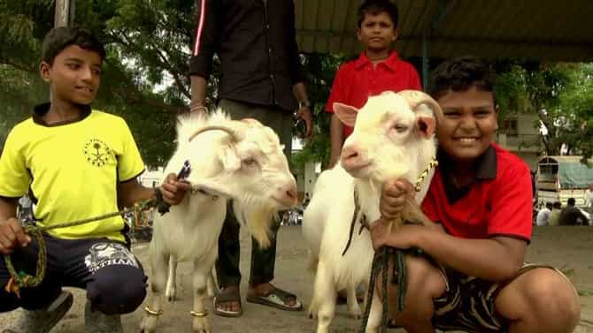 Bakrid 2023: ಕೊರೊನಾ ಮಾಯ, ಈ ಬಾರಿ ಬಕ್ರೀದ್ ಬಲು ಜೋರು, ಮೇಕೆಗಳು ಲಕ್ಷ ಲಕ್ಷಕ್ಕೆ ಮಾರಾಟ, ಈ ಐದಾರು ಜಿಲ್ಲೆಗಳಲ್ಲಿ ಸಂಭ್ರಮವೋ ಸಂಭ್ರಮ!