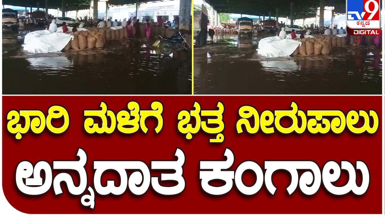 Rains in Raichur: ಧಾರಾಕಾರ ಮಳೆಗೆ ರಾಯಚೂರು ಎಪಿಎಮ್​ಸಿ ಯಾರ್ಡ್​ನಲ್ಲಿ ಸಂಗ್ರಹಿಸಿಟ್ಟಿದ್ದ ಭತ್ತದ ಮೂಟೆಗಳು ತೊಯ್ದು ಹಾಳು!