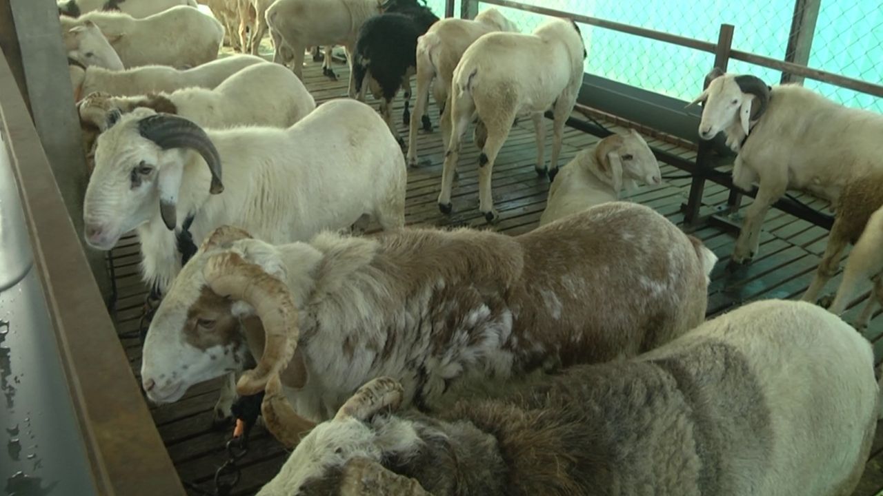 Sheep Breeding: ಕೊರೋನಾ ಮಾರಿ ಕಾಲದಲ್ಲಿ ಕೆಲಸ ಕಳೆದುಕೊಂಡ ಖಾಸಗಿ ಕಂಪನಿಯ ಉದ್ಯೋಗಿ, ಟಗರು ಸಾಕಾಣಿಕೆ ಮಾಡಿ ಸೈ ಎನಿಸಿಕೊಂಡಿದ್ದಾನೆ!