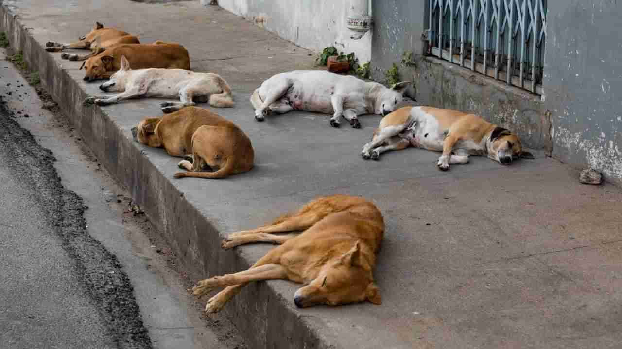 Stray Dog Attack: ತೆಲಂಗಾಣದಲ್ಲಿ ಬೀದಿನಾಯಿಗಳಿಂದ ದಾಳಿ 3 ವರ್ಷದ ಬಾಲಕನಿಗೆ ಗಂಭೀರ ಗಾಯ