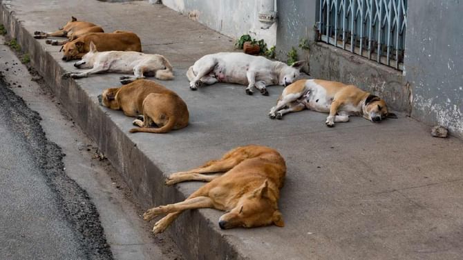 Stray Dog Attack: ತೆಲಂಗಾಣದಲ್ಲಿ ಬೀದಿನಾಯಿಗಳಿಂದ ದಾಳಿ 3 ವರ್ಷದ ಬಾಲಕನಿಗೆ ಗಂಭೀರ ಗಾಯ Stray Dog Attack: ತೆಲಂಗಾಣದಲ್ಲಿ ಬೀದಿನಾಯಿಗಳಿಂದ ದಾಳಿ 3 ವರ್ಷದ ಬಾಲಕನಿಗೆ ಗಂಭೀರ ಗಾಯ