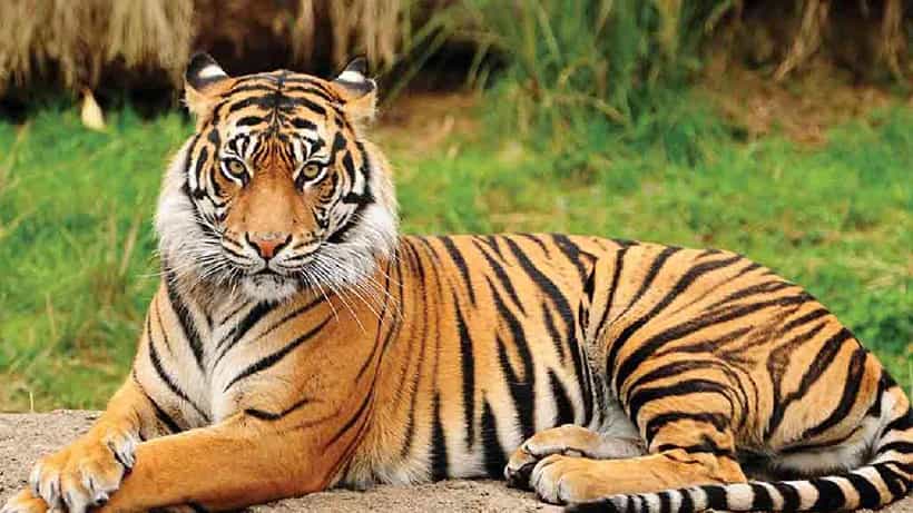 Maharashtra: ಹುಲಿ ದಾಳಿಗೆ ಓರ್ವ ಸಾವು, ಕೋಪಗೊಂಡು ಅರಣ್ಯಾಧಿಕಾರಿ, ಭದ್ರತಾ ಸಿಬ್ಬಂದಿಯನ್ನು ಥಳಿಸಿದ ಜನ