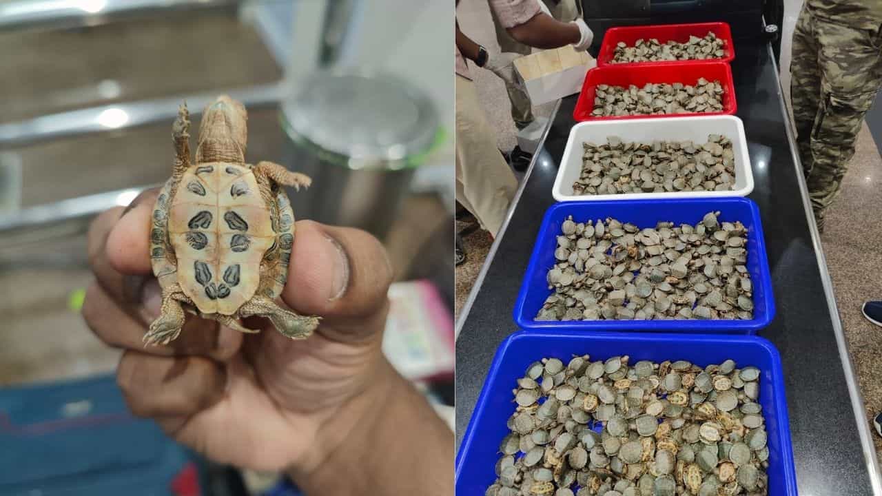 Tamil Nadu: ತಮಿಳುನಾಡಿನ ವಿಮಾನ ನಿಲ್ದಾಣದಲ್ಲಿ 6,500 ಕ್ಕೂ ಹೆಚ್ಚು ಜೀವಂತ ಆಮೆಗಳು ವಶ, ಇಬ್ಬರ ಬಂಧನ Tamil Nadu: ತಮಿಳುನಾಡಿನ ವಿಮಾನ ನಿಲ್ದಾಣದಲ್ಲಿ 6,500 ಕ್ಕೂ ಹೆಚ್ಚು ಜೀವಂತ ಆಮೆಗಳು ವಶ, ಇಬ್ಬರ ಬಂಧನ