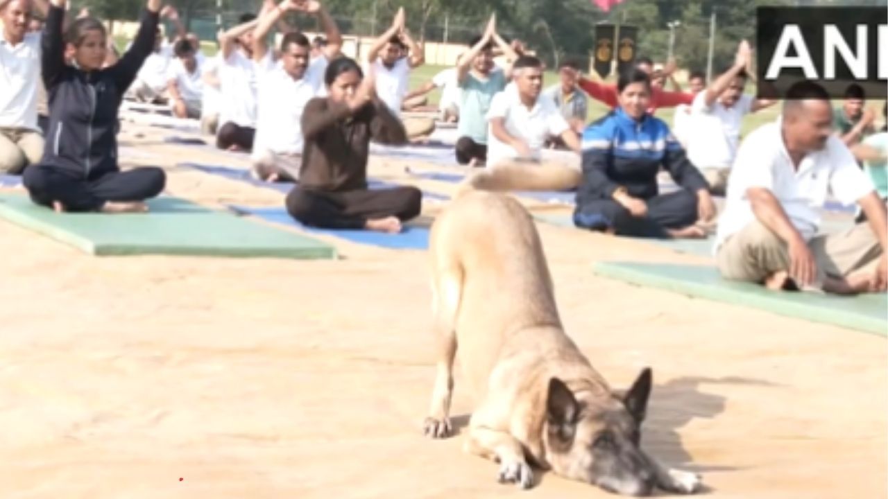 International Yoga Day 2023: ಉಧಂಪುರದಲ್ಲಿ ಜನರೊಂದಿಗೆ ಯೋಗ ಮಾಡಿದ ಶ್ವಾನ