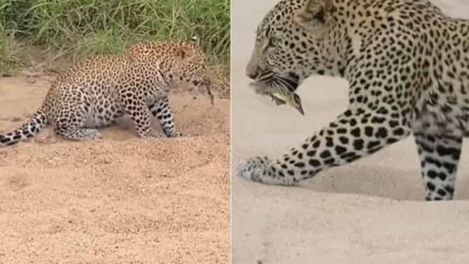 Viral Video: ಕ್ಷಣಾರ್ಧದಲ್ಲಿ ಚಿರತೆಯ ವಶದಿಂದ ಪಾರಾಗಿ ಬುದ್ಧಿವಂತಿಕೆ ಮೆರೆದ ಮರಿ ಹಕ್ಕಿ