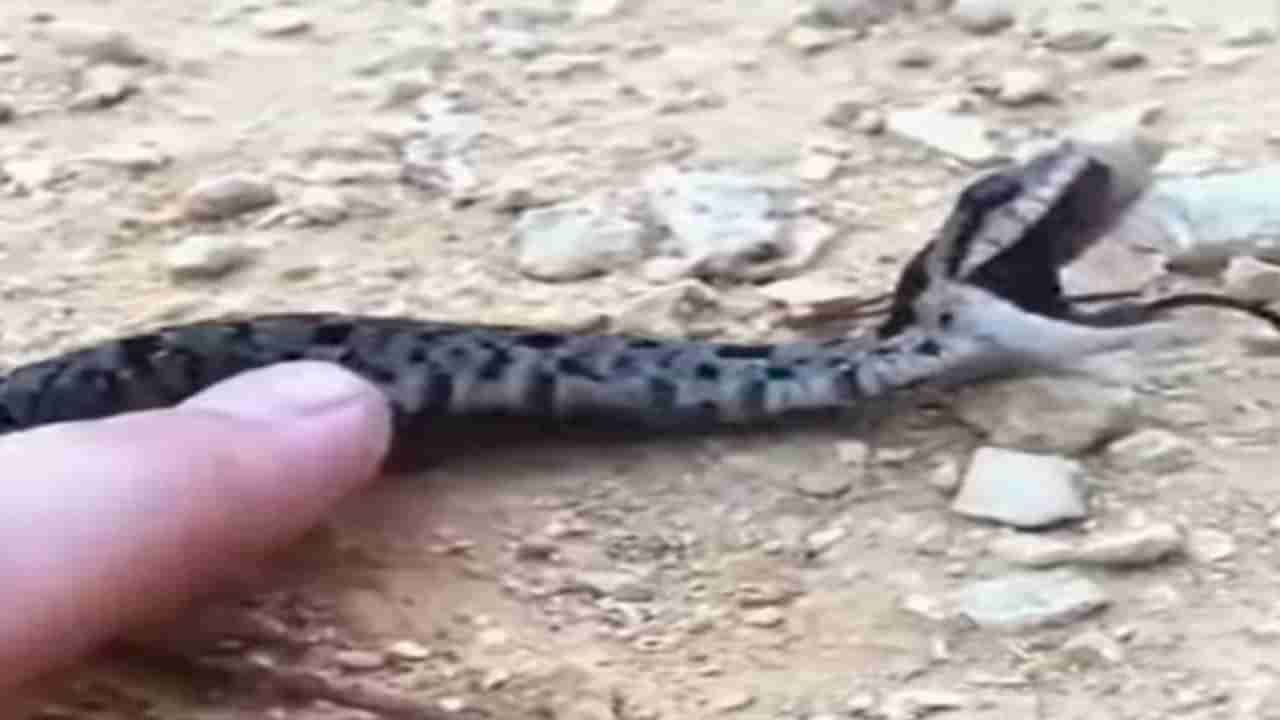 Laughing Snake video : ಮುಗುಳ್ನಗೆ ಬೀರುವ ಹಾವನ್ನು ನೋಡಿದ್ದೀರಾ? ಈ ಹಾವು ಬಿದ್ದು ಬಿದ್ದು ನಗ್ತಾ ಇದೆ ನೋಡಿ, ಮನಸಾರೆ ನೀವೂ ನಗಬಹುದು!