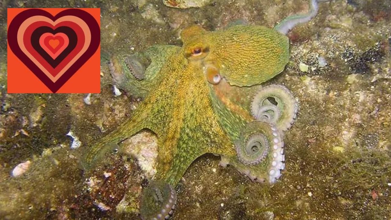 ಸ್ಕ್ವಿಡ್ - ಹೃದಯಗಳ ಸಂಖ್ಯೆ: 3
ಅದರ ಸೋದರಸಂಬಂಧಿ ಆಕ್ಟೋಪಿಗಳಂತೆಯೇ, ಸ್ಕ್ವಿಡ್ಗಳು ನೂರಾರು ಜಾತಿಗಳಲ್ಲಿ ವ್ಯಾಪಕವಾಗಿ ವಿಭಿನ್ನ ಗಾತ್ರಗಳೊಂದಿಗೆ ಇವೆ. ಆದರೆ ಎಲ್ಲವೂ ಮೂರು ಹೃದಯಗಳನ್ನು ಹೊಂದಿವೆ. ಈ ಹೃದಯಗಳು ಆಕ್ಟೋಪಸ್ನ ಹೃದಯಗಳಂತೆಯೇ ಅದೇ ಕಾರ್ಯಗಳನ್ನು ನಿರ್ವಹಿಸುತ್ತವೆ.