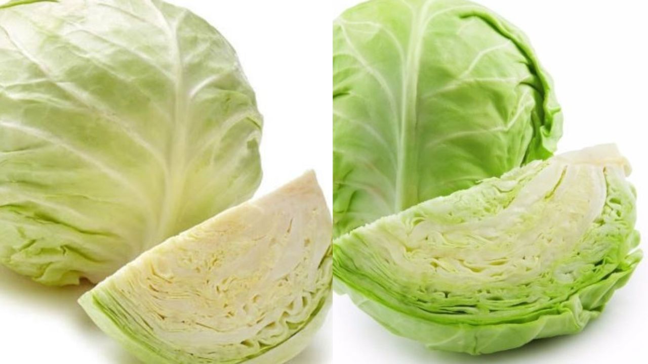 ಎಲೆಕೋಸು ಎಲೆ (Elekosu Cabbage):
ಎಲೆಕೋಸು ಎಲೆಗಳು ಮಾನವನ ಆರೋಗ್ಯಕ್ಕೆ ಅಗತ್ಯವಾದ ಎಲ್ಲಾ ಪೋಷಕಾಂಶಗಳನ್ನು ಸಹ ಒಳಗೊಂಡಿರುತ್ತವೆ. ವಿಶೇಷವಾಗಿ ಬೇಯಿಸಿದ ಎಲೆಕೋಸು ಎಲೆಗಳಲ್ಲಿ ವಿಟಮಿನ್ ಕೆ ಸಮೃದ್ಧವಾಗಿದೆ. ಇದಲ್ಲದೆ, ಈ ಎಲೆಕೋಸು ಎಲೆಯಲ್ಲಿ ಹೆಚ್ಚಿನ ಪ್ರಮಾಣದ ಫೈಬರ್, ನೀರಿನ ಅಂಶ, ಪ್ರೋಟೀನ್ ಅಂಶವು ಜೀರ್ಣಕ್ರಿಯೆಯ ಪ್ರಕ್ರಿಯೆಯನ್ನು ಸುಧಾರಿಸುತ್ತದೆ. ಹೀಗಾಗಿ, ಈಗಾಗಲೇ ಮಧುಮೇಹದಿಂದ ಬಳಲುತ್ತಿರುವವರು ತಮ್ಮ ಆಹಾರದಲ್ಲಿ ಎಲೆಕೋಸು ಎಲೆಗಳನ್ನು ಸೇರಿಸುವ ಮೂಲಕ ರಕ್ತದಲ್ಲಿನ ಸಕ್ಕರೆ ಮಟ್ಟವನ್ನು ನಿಯಂತ್ರಣದಲ್ಲಿಟ್ಟುಕೊಳ್ಳಬಹುದು ಮತ್ತು ತೂಕ ಹೆಚ್ಚಾಗುವುದನ್ನು ತಡೆಯಬಹುದು.