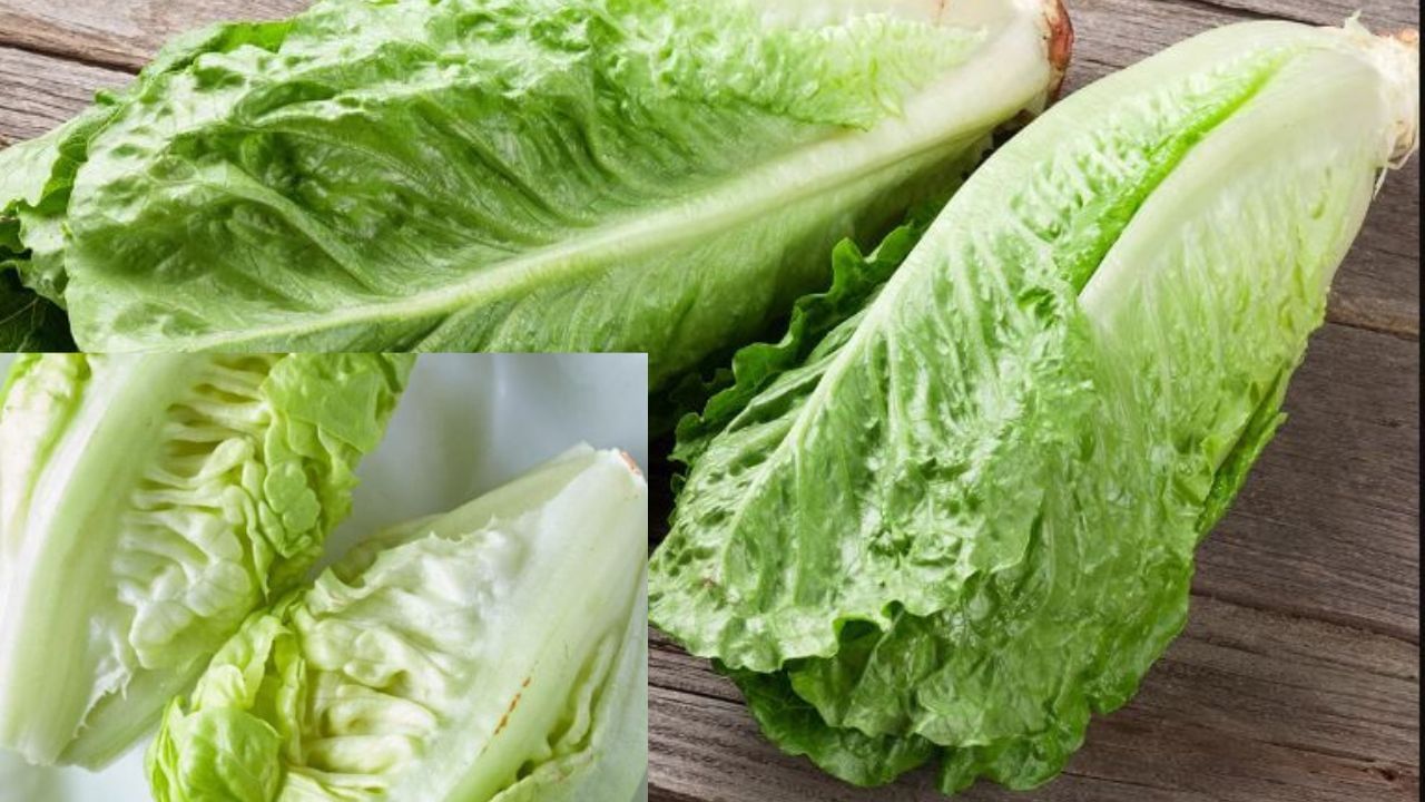 ಲೆಟಿಸ್ (Lettuce): 
ಹಸಿರು ತರಕಾರಿಗಳ ಗುಂಪಿಗೆ ಸೇರಿದ ಲೆಟಿಸ್ ಮಾನವ ದೇಹಕ್ಕೆ ಅಗತ್ಯವಿರುವ ಎಲ್ಲಾ ಪೋಷಕಾಂಶಗಳನ್ನು ಒಳಗೊಂಡಿದೆ. ಗಮನಾರ್ಹವಾಗಿ, ಈ ತರಕಾರಿಯು ಹೆಚ್ಚಿನ ನೀರಿನ ಅಂಶದೊಂದಿಗೆ ವಿಟಮಿನ್ ಕೆ ಯಲ್ಲಿ ಸಮೃದ್ಧವಾಗಿದೆ. ಅಲ್ಲದೆ, ಈ ತರಕಾರಿಯ ಗ್ಲೈಸೆಮಿಕ್ ಸೂಚ್ಯಂಕವು ತುಂಬಾ ಕಡಿಮೆಯಾಗಿದೆ. ಆದ್ದರಿಂದ ಇದು ರಕ್ತದಲ್ಲಿನ ಸಕ್ಕರೆ ಮಟ್ಟವನ್ನು ಹೆಚ್ಚಿಸುವುದಿಲ್ಲ.
