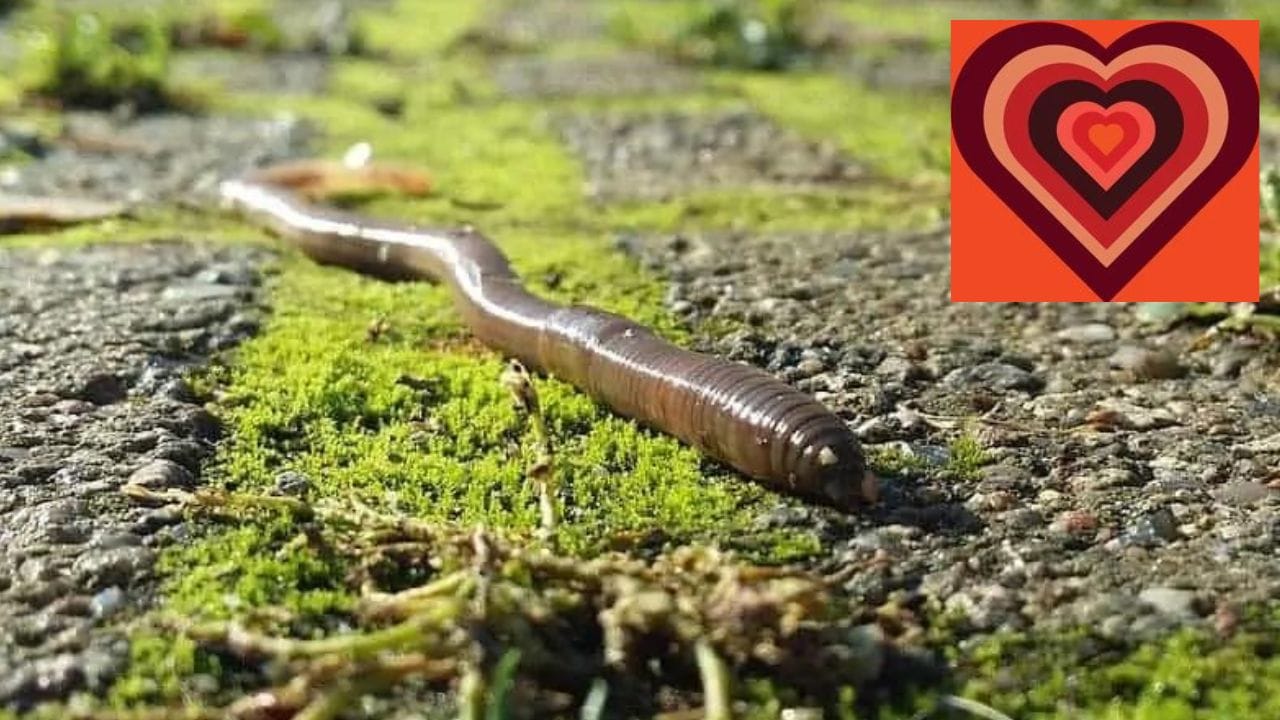ರೈತನ ಮಿತ್ರ ಎರೆಹುಳುಗಳು - ಹೃದಯಗಳ ಸಂಖ್ಯೆ: 5
ಎರೆಹುಳುಗಳು ಬಹು ಹೃದಯಗಳನ್ನು ಹೊಂದಿರುವ ಸಾಮಾನ್ಯ ಪ್ರಾಣಿಗಳಲ್ಲಿ ಒಂದಾಗಿದೆ. ಈ ವಿಘಟನೆಕಾರಕಗಳು ಬಹುಮಟ್ಟಿಗೆ ಎಲ್ಲೆಡೆ ಕಂಡುಬರುತ್ತವೆ. ಎರೆಹುಳುಗಳು ಐದು ಹೃದಯಗಳನ್ನು ಹೊಂದಿರುತ್ತವೆ.