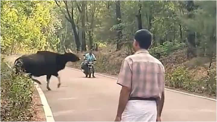 ವಿಡಿಯೋ ನೋಡಿ; ಶ್ ಸ್ವಲ್ಪ ಸುಮ್ನಿರಿ, ರಸ್ತೆ ದಾಟಿಬಿಡ್ತೇವೆ ಎಂದವೇ ಈ ಕಾಡುಕೋಣಗಳು! ವಿಡಿಯೋ ನೋಡಿ; ಶ್ ಸ್ವಲ್ಪ ಸುಮ್ನಿರಿ, ರಸ್ತೆ ದಾಟಿಬಿಡ್ತೇವೆ ಎಂದವೇ ಈ ಕಾಡುಕೋಣಗಳು!