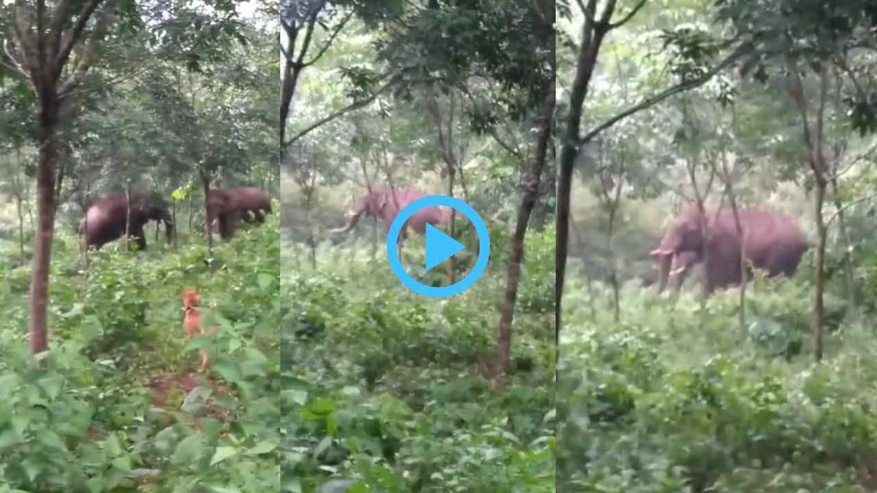 ಮಂಗಳೂರು: ಕಡಬದಲ್ಲಿ ಮತ್ತೆ ಕಾಣಿಸಿಕೊಂಡ ಕಾಡಾನೆಗಳು, ರಬ್ಬರ್ ತೋಟಕ್ಕೆ ಲಗ್ಗೆ ಇಟ್ಟ ಗಜಪಡೆ - Kannada News | Wild elephants spotted in Kadaba of Dakshina Kannada | TV9 Kannada