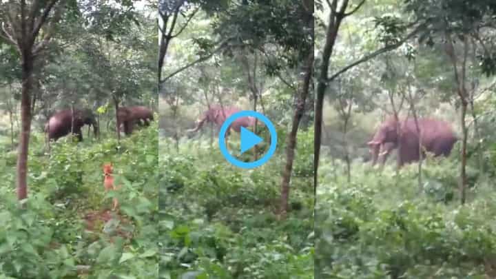 ಮಂಗಳೂರು: ಕಡಬದಲ್ಲಿ ಮತ್ತೆ ಕಾಣಿಸಿಕೊಂಡ ಕಾಡಾನೆಗಳು, ರಬ್ಬರ್ ತೋಟಕ್ಕೆ ಲಗ್ಗೆ ಇಟ್ಟ ಗಜಪಡೆ ಮಂಗಳೂರು: ಕಡಬದಲ್ಲಿ ಮತ್ತೆ ಕಾಣಿಸಿಕೊಂಡ ಕಾಡಾನೆಗಳು, ರಬ್ಬರ್ ತೋಟಕ್ಕೆ ಲಗ್ಗೆ ಇಟ್ಟ ಗಜಪಡೆ