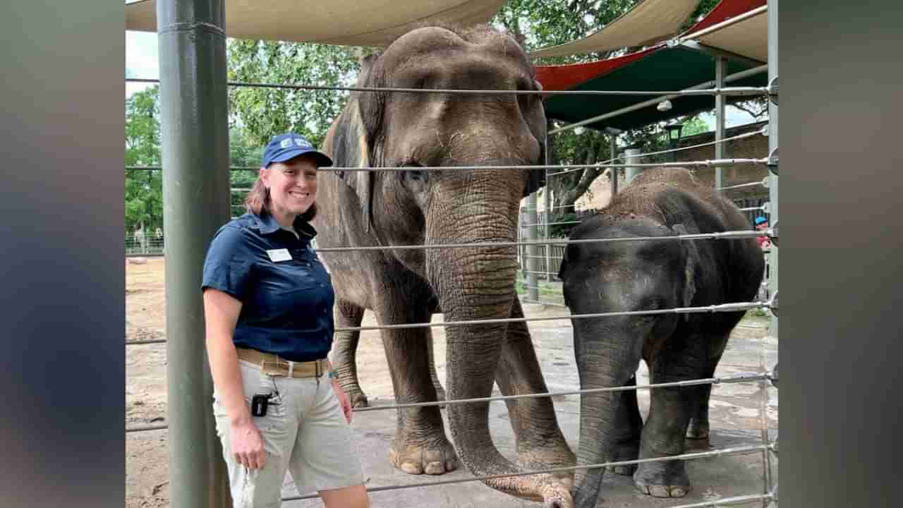 Elephant Yoga: ಅಮೇರಿಕದ ಹೂಸ್ಟನ್ ಮೃಗಾಲಯದಲ್ಲಿ ಆನೆಗಳಿಗೆ ಯೋಗಾಭ್ಯಾಸ