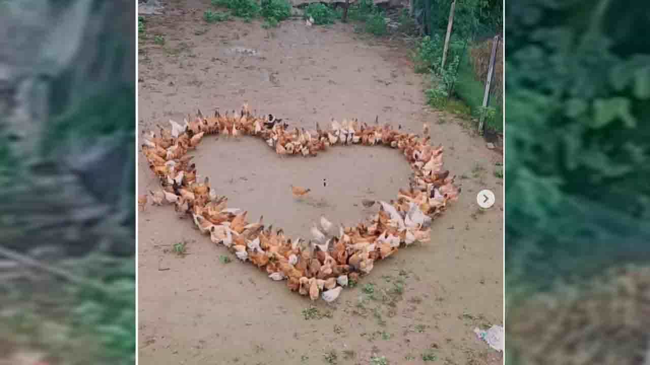 Viral Video: ಹೀಗೊಂದು 'ಕೋಳಿಹೃದಯ' ರಚಿಸುವುದು ಹೇಗೆಂದು ನಿಮಗೆ ಗೊತ್ತೆ?