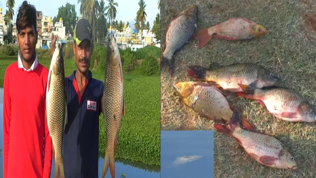 Chikkaballapur:ಇದ್ದಕ್ಕಿದ್ದಂತೆ ಕೆರೆಯಲ್ಲಿ ಸಾವನ್ನಪ್ಪಿದ ಮೀನುಗಳು; ಕೆರೆಗೆ ವಿಷ ಪ್ರಾಶನವೊ? ನೀರೇ ವಿಷವಾಯಿತಾ? ಅನ್ನೊ ಅನುಮಾನ! Chikkaballapur:ಇದ್ದಕ್ಕಿದ್ದಂತೆ ಕೆರೆಯಲ್ಲಿ ಸಾವನ್ನಪ್ಪಿದ ಮೀನುಗಳು; ಕೆರೆಗೆ ವಿಷ ಪ್ರಾಶನವೊ? ನೀರೇ ವಿಷವಾಯಿತಾ? ಅನ್ನೊ ಅನುಮಾನ!