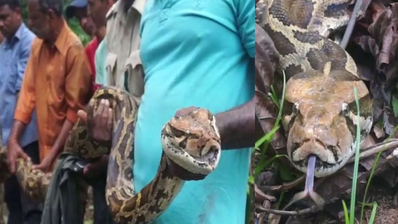 Python: ಕಾಫಿ ತೋಟದಲ್ಲಿ ನಾಯಿ ತಿಂದು ಮಲಗಿದ್ದ ಹೆಬ್ಬಾವು, ಅಬ್ಬಬ್ಬಾ ಮೈ ಜುಮ್ ಎನ್ನುವ ರಕ್ಷಣಾ ಕಾರ್ಯಚರಣೆ