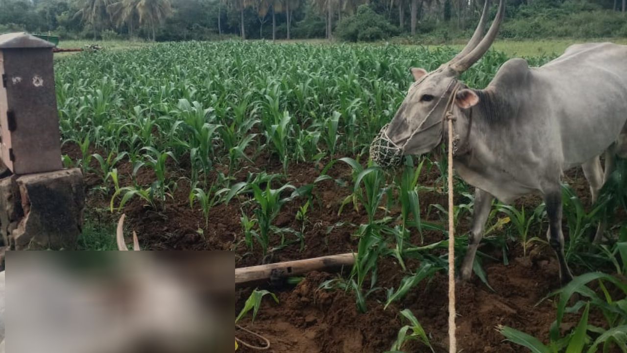 ಸರ್ಕಾರಿ ಬಸ್​ನಿಂದ ಬಿದ್ದು ವಿದ್ಯಾರ್ಥಿನಿ ಸಾವು: ಮುಂಜಾಗ್ರತೆ ಕ್ರಮ ಕೈಗೊಳ್ಳಲುವಂತೆ ಕರಾರಸಾನಿ ಸೂಚನೆ