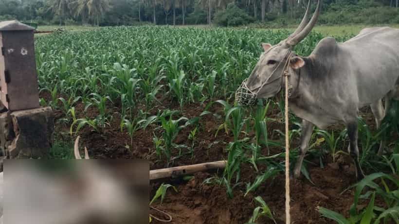ಬೆಂಗಳೂರು ಮತ್ತು ಮೈಸೂರಿನಲ್ಲಿ ತುಂಡಾಗಿ ಬಿದ್ದಿದ್ದ ವಿದ್ಯುತ್ ತಂತಿ ತಗುಲಿ ರೈತ, ಎತ್ತು ಸಾವು