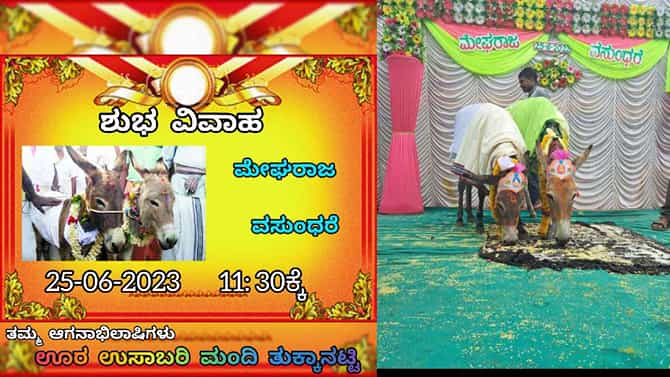ಶಾಸ್ತ್ರೋಕ್ತವಾಗಿ ಶುಭ ಲಗ್ನದಲ್ಲಿ ಕತ್ತೆಗಳಿಗೆ ಮದುವೆ: ಇಲ್ಲಿವೆ ಅದ್ಧೂರಿ ಮದ್ವೆಯ ಅಪರೂಪದ ಚಿತ್ರಗಳು
