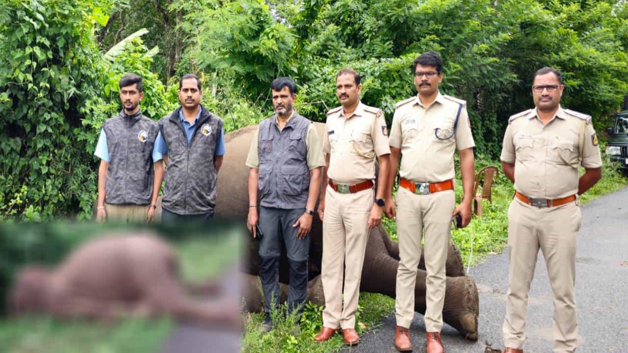 Mysore: ಜಮೀನಿಗೆ ಅಳವಡಿಸಿದ್ದ ಸೋಲಾರ್ ವಿದ್ಯುತ್ ತಂತಿಗೆ ಆನೆ ಬಲಿ: ಪ್ರಕರಣ ದಾಖಲು Mysore: ಜಮೀನಿಗೆ ಅಳವಡಿಸಿದ್ದ ಸೋಲಾರ್ ವಿದ್ಯುತ್ ತಂತಿಗೆ ಆನೆ ಬಲಿ: ಪ್ರಕರಣ ದಾಖಲು