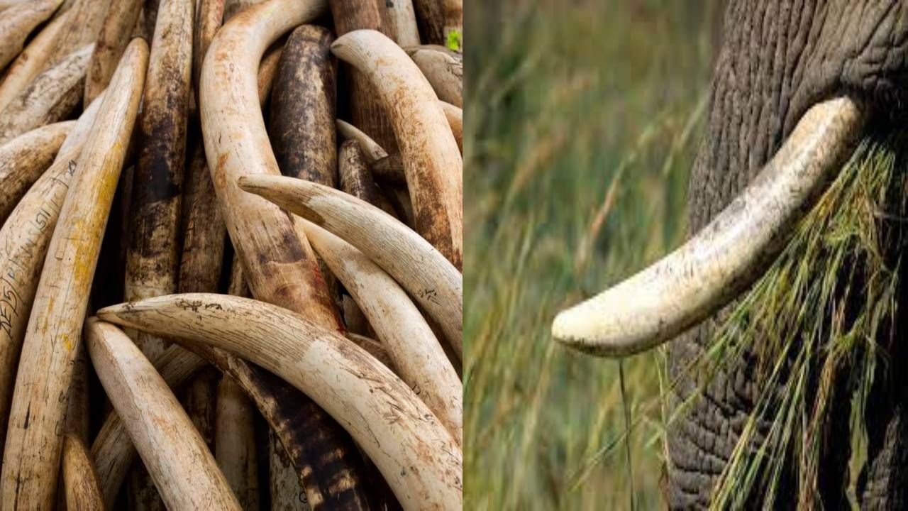 Bengaluru News: ಆನೆ ದಂತ ಮಾರಾಟ ಮಾಡಲು ಯತ್ನಿಸುತ್ತಿದ್ದ ಇಬ್ಬರ ಬಂಧನ - Kannada