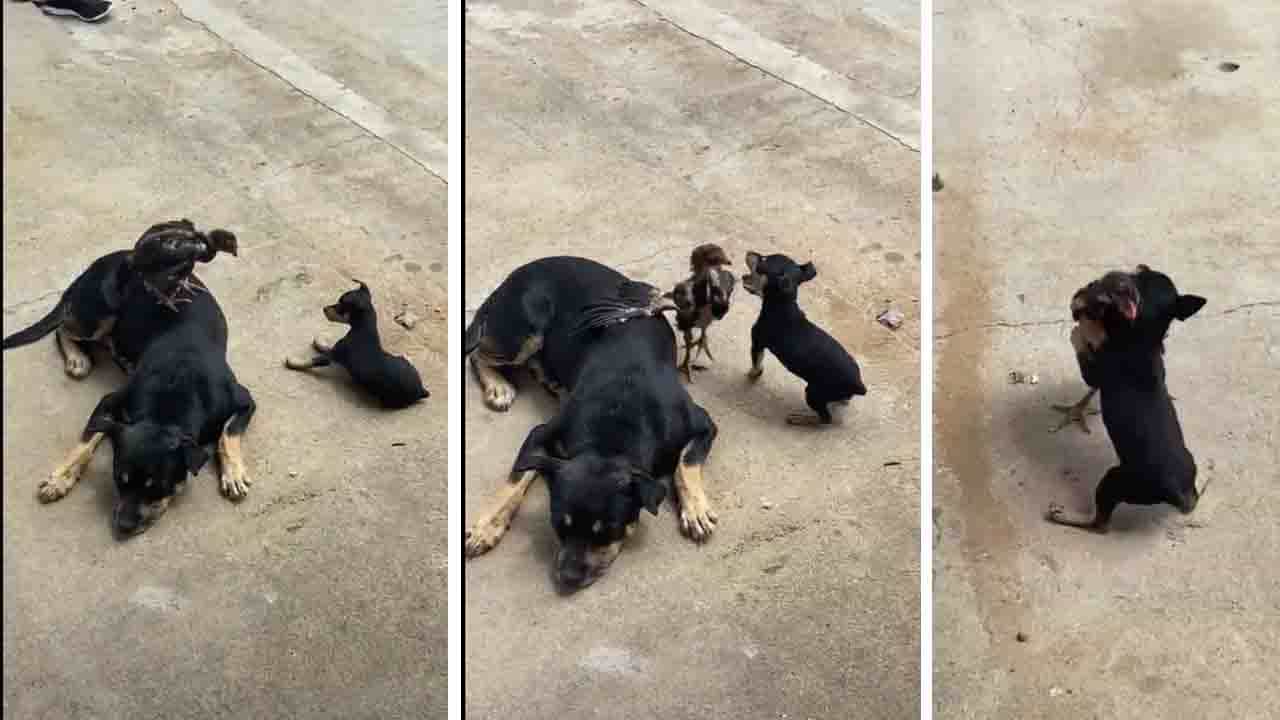 Viral Video: ಸೇವಂತಿಗೆ ಚೆಂಡಿನಂಥ ಮುದ್ದುಕೋಳಿ; ಹಿರಿಯರೆಲ್ಲ ಕಿರಿಯರೆದುರು ಹೀಗೆ ಸುಮ್ಮನಿದ್ದರದೇ ಸ್ವರ್ಗ Viral Video: ಸೇವಂತಿಗೆ ಚೆಂಡಿನಂಥ ಮುದ್ದುಕೋಳಿ; ಹಿರಿಯರೆಲ್ಲ ಕಿರಿಯರೆದುರು ಹೀಗೆ ಸುಮ್ಮನಿದ್ದರದೇ ಸ್ವರ್ಗ