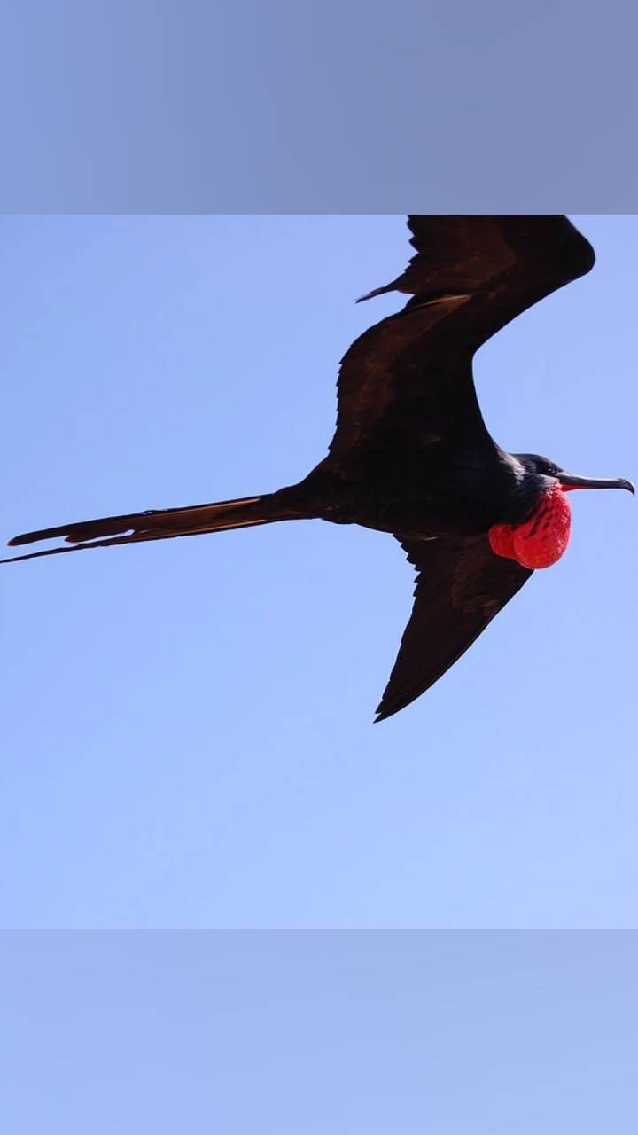 great frigatebirds