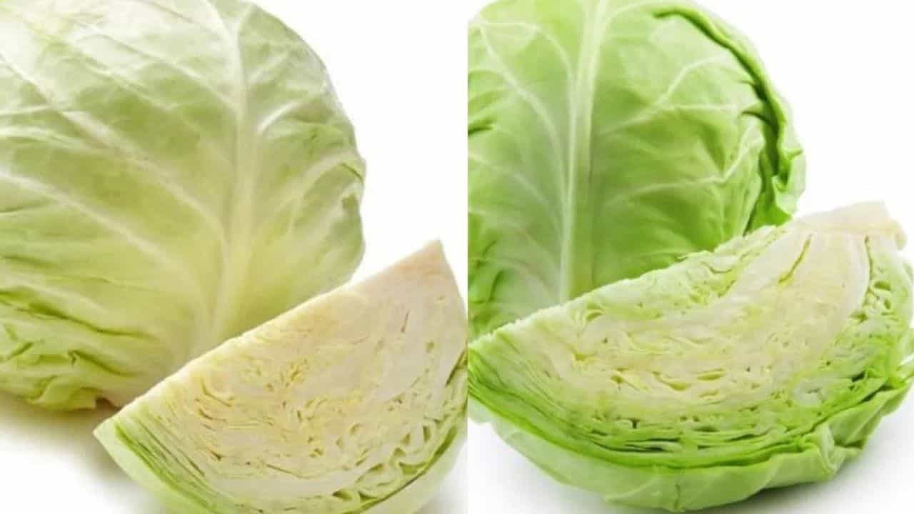 Cabbage water: ಎಲೆಕೋಸಿನ ನೀರನ್ನು ಕುಡಿದರೆ ಏನೆಲ್ಲಾ ಅರೋಗ್ಯ ಪ್ರಯೋಜನಗಳಿವೆ ಗೊತ್ತಾ? ವಿವರವಾಗಿ ತಿಳ್ಕೊಳ್ಳಿ Cabbage water: ಎಲೆಕೋಸಿನ ನೀರನ್ನು ಕುಡಿದರೆ ಏನೆಲ್ಲಾ ಅರೋಗ್ಯ ಪ್ರಯೋಜನಗಳಿವೆ ಗೊತ್ತಾ? ವಿವರವಾಗಿ ತಿಳ್ಕೊಳ್ಳಿ