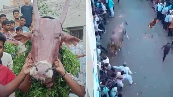 ಕಾರ ಹುಣ್ಣಿಮೆ: ಜನರ ಮೇಲೆರಗಿದ ಹೋರಿ, ಕಾಲಡಿ ಸಿಲುಕಿದ ಮೂವರು ವೃದ್ದರು ಕಾರ ಹುಣ್ಣಿಮೆ: ಜನರ ಮೇಲೆರಗಿದ ಹೋರಿ, ಕಾಲಡಿ ಸಿಲುಕಿದ ಮೂವರು ವೃದ್ದರು