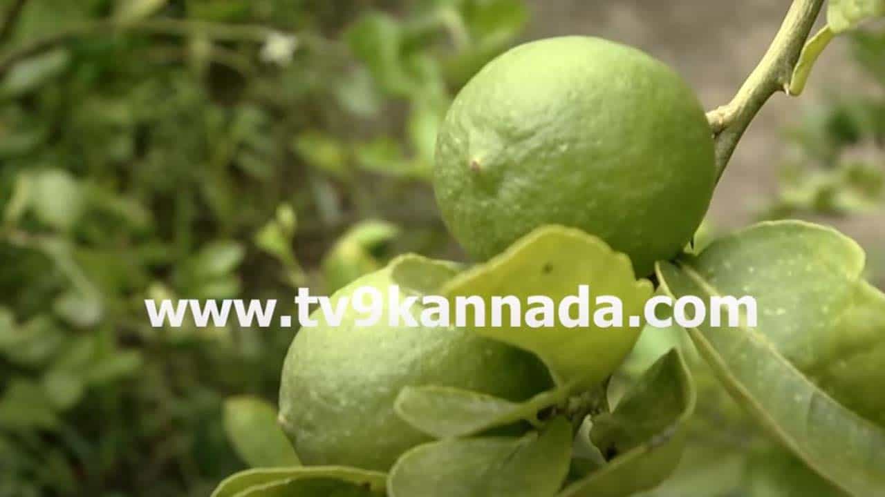 GI Tag: ಇಂಡಿ ತಾಲ್ಲೂಕಿನ ನಿಂಬೆಗೆ ಜಿಯಾಗ್ರಾಫಿಕಲ್ ಇಂಡಿಕೇಶನ್ ಟ್ಯಾಗ್, ಬೆಳೆಗಾರರ ಸಂತಸಕ್ಕೆ ಪಾರವಿಲ್ಲ! GI Tag: ಇಂಡಿ ತಾಲ್ಲೂಕಿನ ನಿಂಬೆಗೆ ಜಿಯಾಗ್ರಾಫಿಕಲ್ ಇಂಡಿಕೇಶನ್ ಟ್ಯಾಗ್, ಬೆಳೆಗಾರರ ಸಂತಸಕ್ಕೆ ಪಾರವಿಲ್ಲ!