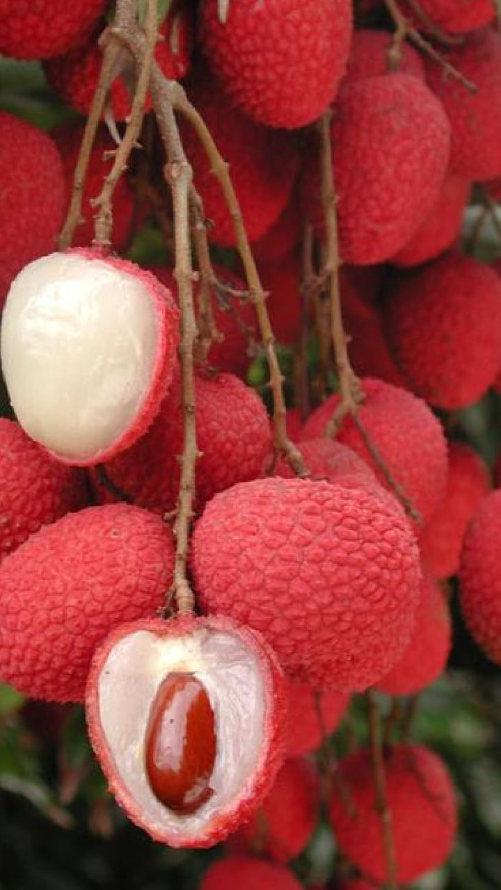 lychee fruit (3)