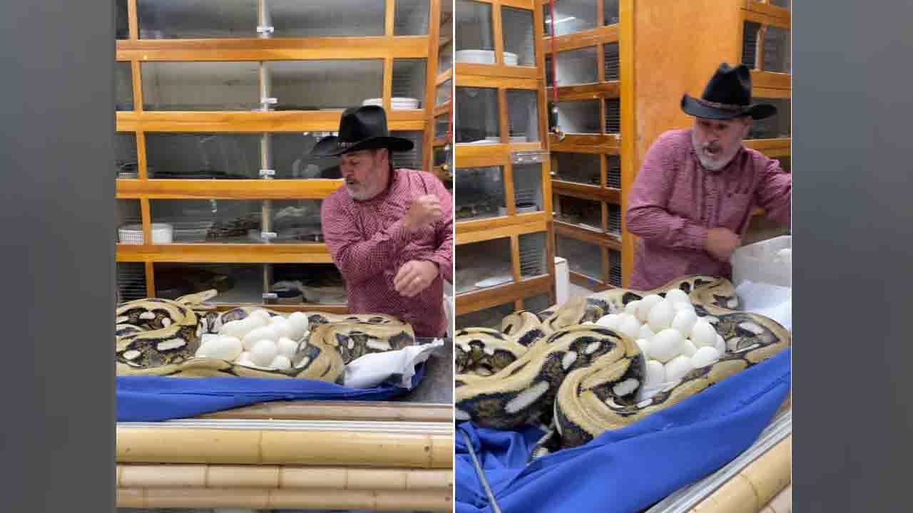 Viral Video: 'ನನ್ನ ಮೊಟ್ಟೆಗಳಿಗೆ ಕೈಹಾಕಿದರೆ ಅಷ್ಟೇ' ಹೆಬ್ಬಾವು ಮುಂದೇನು ಮಾಡಿತು? Viral Video: 'ನನ್ನ ಮೊಟ್ಟೆಗಳಿಗೆ ಕೈಹಾಕಿದರೆ ಅಷ್ಟೇ' ಹೆಬ್ಬಾವು ಮುಂದೇನು ಮಾಡಿತು?