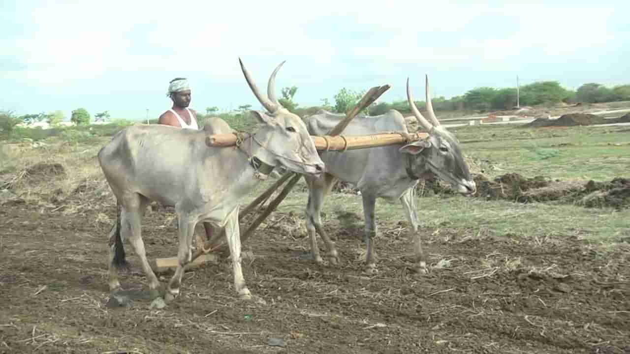 ಕೈ ಕೊಟ್ಟ ಮುಂಗಾರು; ಆಕಾಶದತ್ತ ರೈತರ ಚಿತ್ತ, ಉತ್ತಮ ಮಳೆಯಾಗದಿದ್ದರೆ ಕೃಷಿ ಚಟುವಟಿಕೆ ಕಷ್ಟ