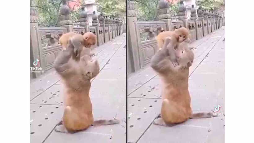 Viral Video: ಓನು ಬಂಗಾರಾ ಓನು ಪುಟ್ಟಾ, ಈ ವೀಕೆಂಡ್ ಎಲ್ಲಿ ಹೋಗೋಣ?