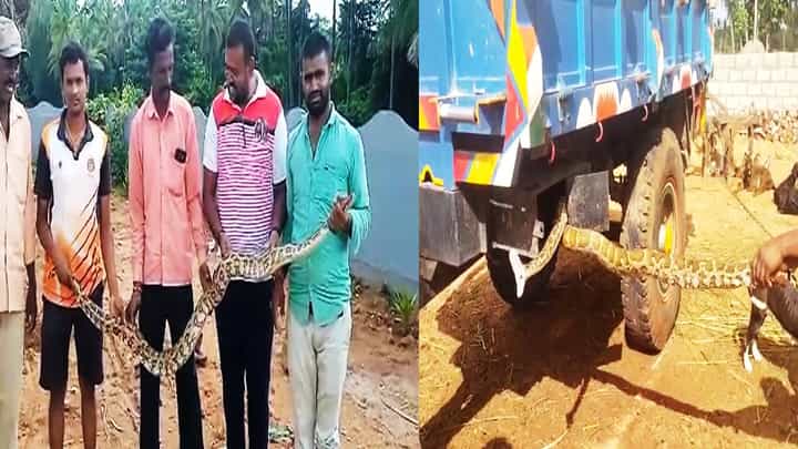 ಗ್ರಾಮದಲ್ಲಿ ಶುರುವಾಯ್ತು ಹೆಬ್ಬಾವುಗಳ ಕಾಟ; ಆಹಾರಕ್ಕಾಗಿ ಕಾಡು ಬಿಟ್ಟು ನಾಡಿಗೆ ಬರುತ್ತಿವೆ ಫೈತಾನ್; ವಿಡಿಯೋ ವೈರಲ್ ಗ್ರಾಮದಲ್ಲಿ ಶುರುವಾಯ್ತು ಹೆಬ್ಬಾವುಗಳ ಕಾಟ; ಆಹಾರಕ್ಕಾಗಿ ಕಾಡು ಬಿಟ್ಟು ನಾಡಿಗೆ ಬರುತ್ತಿವೆ ಫೈತಾನ್; ವಿಡಿಯೋ ವೈರಲ್