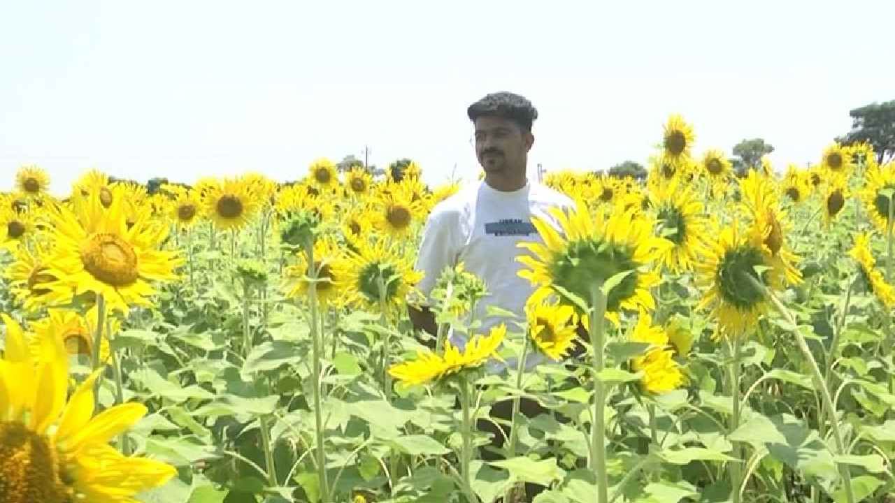  ಸೂರ್ಯಕಾಂತಿ ಹೊಲದಲ್ಲಿ  ಫೋಟೋ ಕ್ಲಿಕ್ಕಿಸಿಕೊಳ್ಳಲು ಜಮೀನಿನ ಮಾಲೀಕ ದರ ನಿಗದಿ ಮಾಡಿದ್ದಾರೆ.