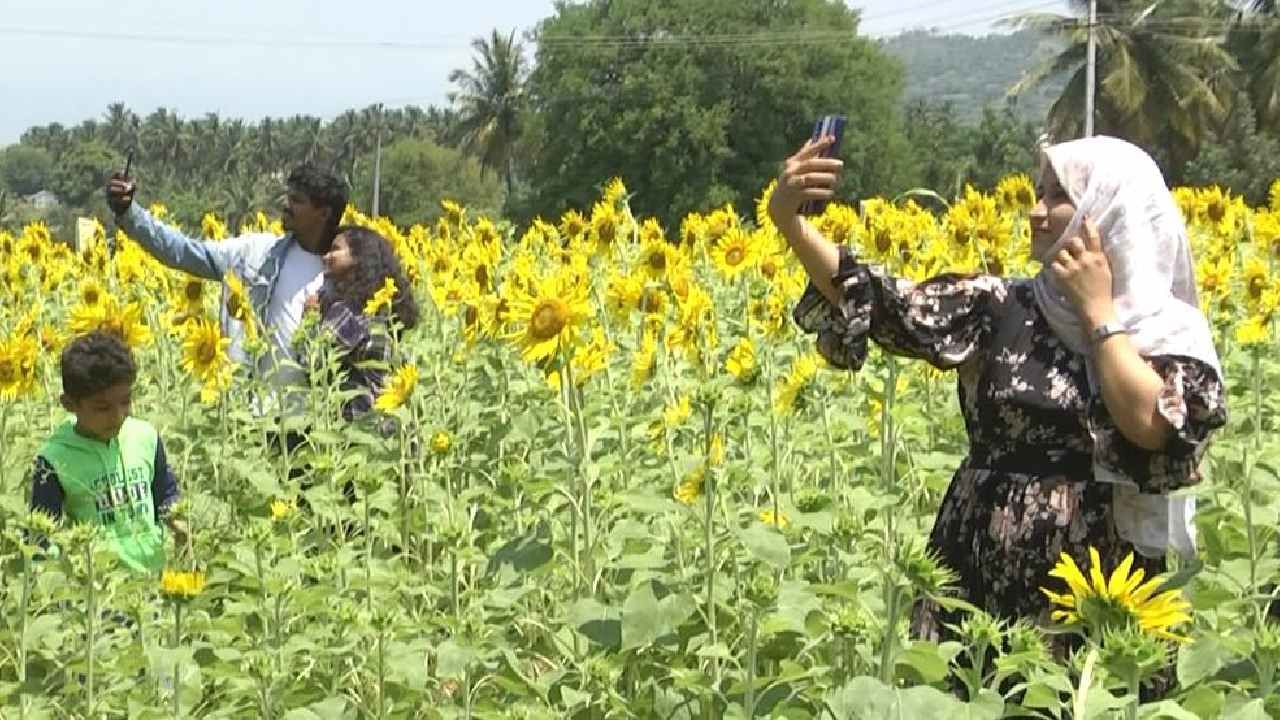 ಪ್ರವಾಸಿಗರೆಲ್ಲ ಸೂರ್ಯಕಾಂತಿ ಬೆಳೆದಿರುವ ರಾಷ್ಟ್ರೀಯ ಹೆದ್ದಾರಿ ರಸ್ತೆ ಬದಿಯ ಸೂರ್ಯಕಾಂತಿ ಜಮೀನುಗಳಿಗೆ ಅತಿಕ್ರಮವಾಗಿ ಪ್ರವೇಶಿಸಿ ಫೋಟೋ ಕ್ಲಿಕ್ಕಿಸಿಕೊಳ್ಳಲು ಮುಂದಾಗುತ್ತಿದ್ದಾರೆ.