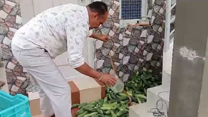 Snake: ಮೈಸೂರಿನಲ್ಲಿ ತರಕಾರಿ ರಾಶಿಯಲ್ಲಿ ಅವಿತು ಕುಳಿತಿದ್ದ ನಾಗರಹಾವು ರಕ್ಷಣೆ Snake: ಮೈಸೂರಿನಲ್ಲಿ ತರಕಾರಿ ರಾಶಿಯಲ್ಲಿ ಅವಿತು ಕುಳಿತಿದ್ದ ನಾಗರಹಾವು ರಕ್ಷಣೆ