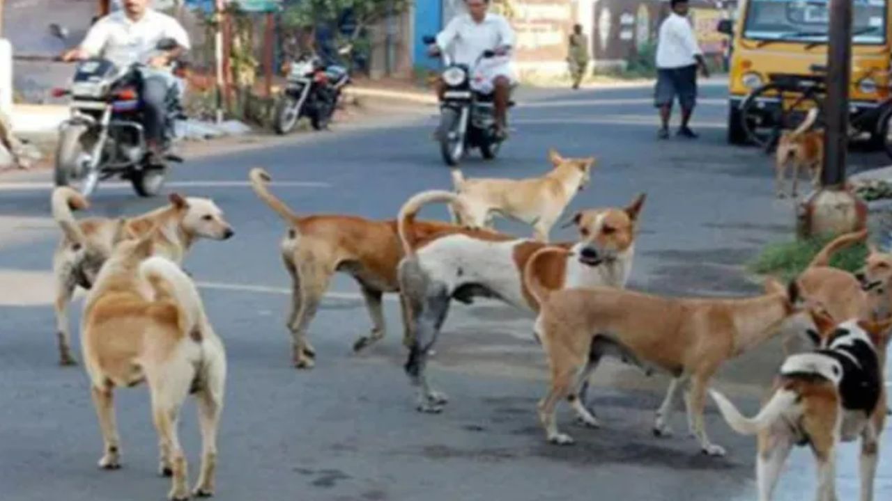 Street Dogs Census: ಡ್ರೋನ್ ಬಳಸಿ ಬೀದಿ ನಾಯಿಗಳ ಗಣತಿಗೆ ಮುಂದಾದ ಬಿಬಿಎಂಪಿ