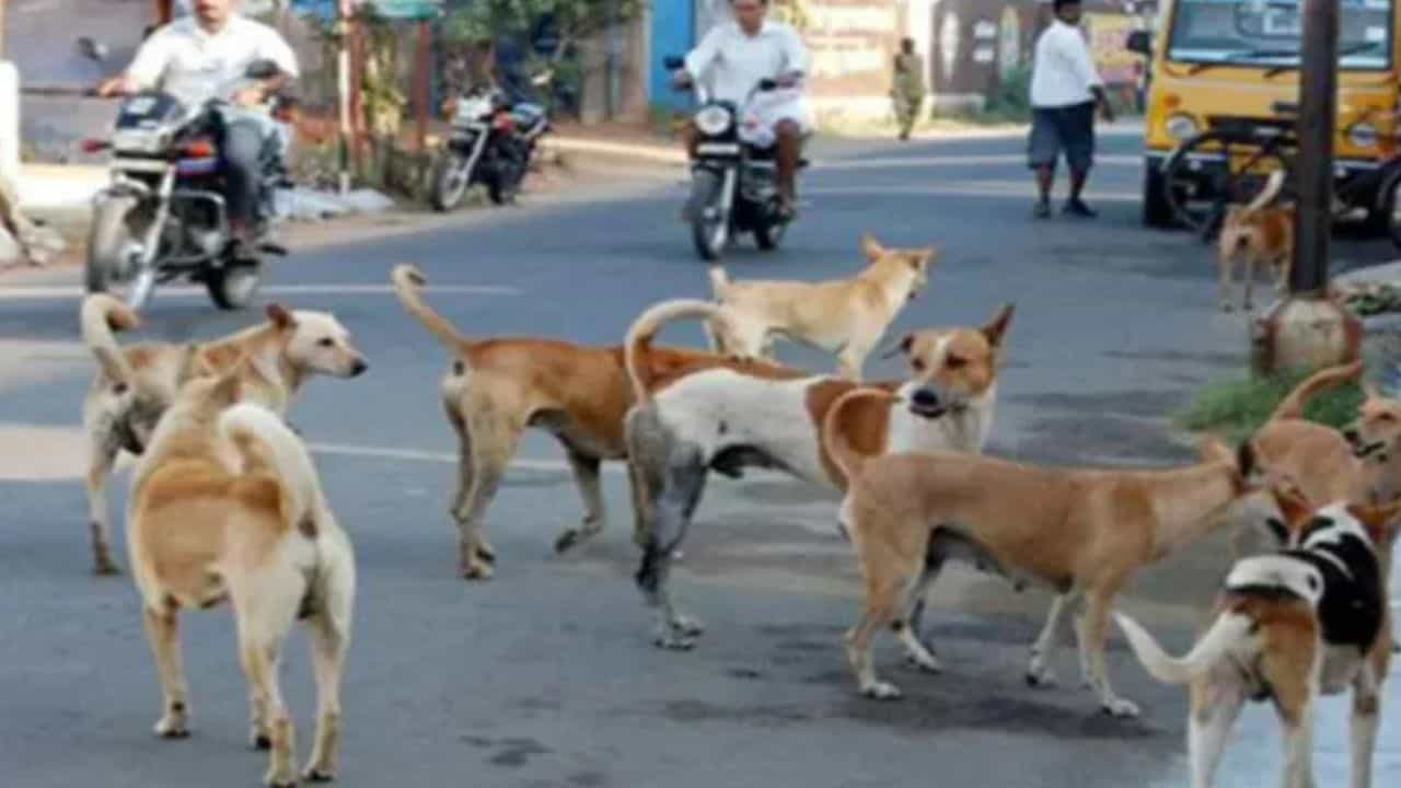 Street Dogs Census: ಡ್ರೋನ್ ಬಳಸಿ ಬೀದಿ ನಾಯಿಗಳ ಗಣತಿಗೆ ಮುಂದಾದ ಬಿಬಿಎಂಪಿ Street Dogs Census: ಡ್ರೋನ್ ಬಳಸಿ ಬೀದಿ ನಾಯಿಗಳ ಗಣತಿಗೆ ಮುಂದಾದ ಬಿಬಿಎಂಪಿ