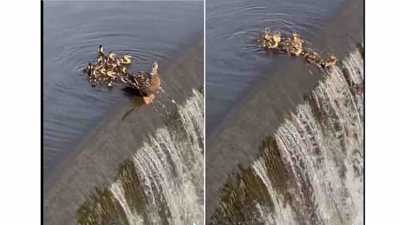 Viral Video: ಹೇ ಮನುಜಾ, ನಮ್ಮನ್ನು ನೋಡಿ ಕಲಿ ಮಾಡಿ ನಲಿ!