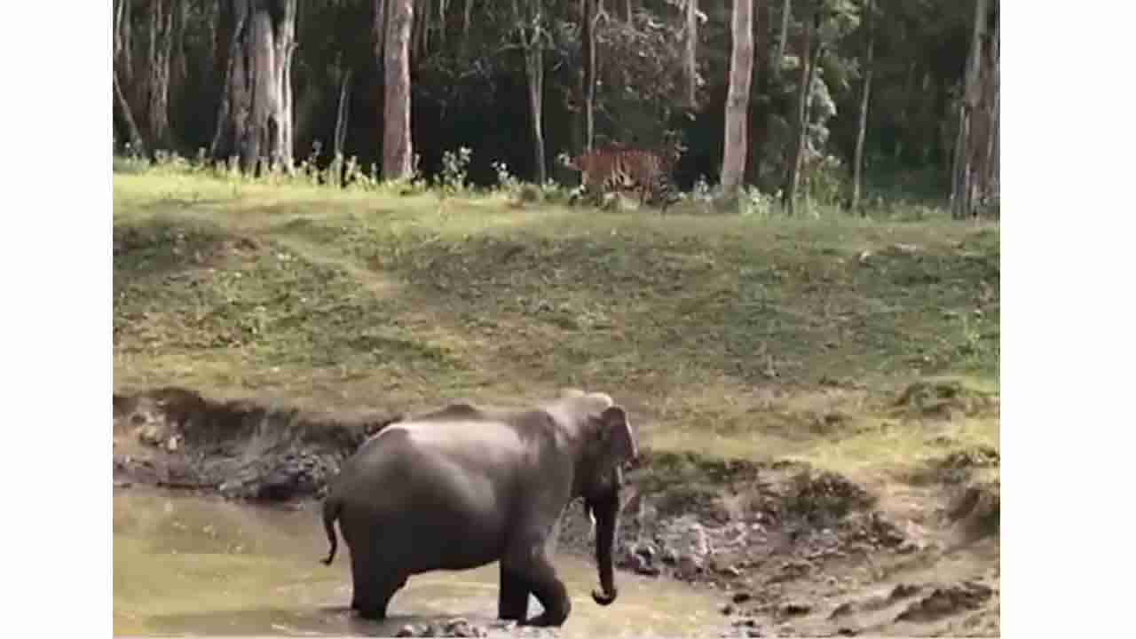 Viral Video: ಐಎಫ್​ಎಸ್​ ಅಧಿಕಾರಿ ಸುಸಾಂತ ನಂದಾ ಈ ವಿಡಿಯೋ ನೋಡಿ ಬೇಸರಿಸಿಕೊಂಡಿದ್ದಾರೆ