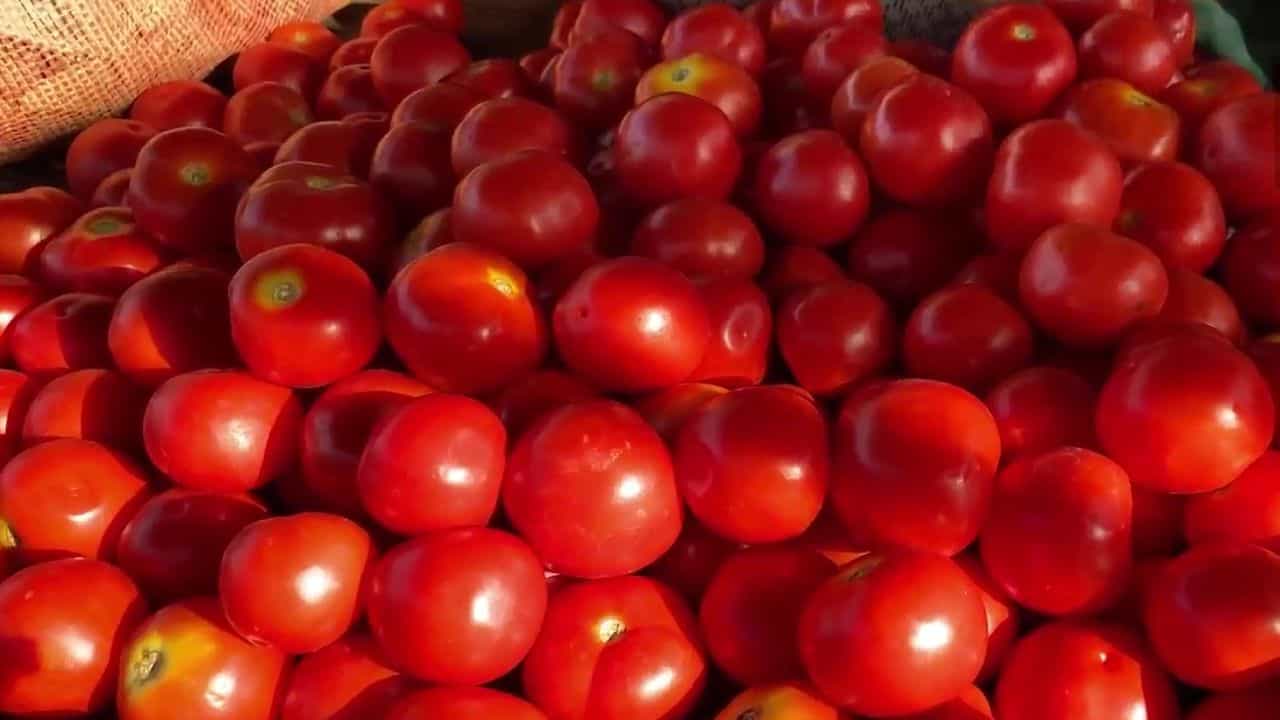 Tomato Price: ಕರ್ನಾಟಕದಲ್ಲಿ ದಶಕ ಬಾರಿಸಿದ ಟೊಮ್ಯಾಟೋ ದರ, ಇದಕ್ಕೆ ಕಾರಣ ಏನು? Tomato Price: ಕರ್ನಾಟಕದಲ್ಲಿ ದಶಕ ಬಾರಿಸಿದ ಟೊಮ್ಯಾಟೋ ದರ, ಇದಕ್ಕೆ ಕಾರಣ ಏನು?
