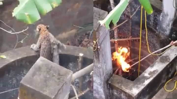 Leopard Rescue: ಬಾವಿಗೆ ಬಿದ್ದ ಚಿರತೆ ರಕ್ಷಣೆಗೆ ಅರಣ್ಯ ಸಿಬ್ಬಂದಿ ಮಾಡಿದ್ದೇನು ಗೊತ್ತಾ? ಕಾರ್ಯಾಚರಣೆ ವಿಡಿಯೋ ವೈರಲ್ Leopard Rescue: ಬಾವಿಗೆ ಬಿದ್ದ ಚಿರತೆ ರಕ್ಷಣೆಗೆ ಅರಣ್ಯ ಸಿಬ್ಬಂದಿ ಮಾಡಿದ್ದೇನು ಗೊತ್ತಾ? ಕಾರ್ಯಾಚರಣೆ ವಿಡಿಯೋ ವೈರಲ್