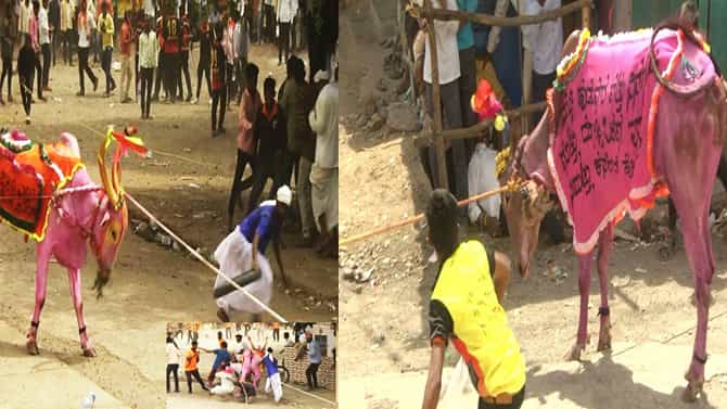 Vijayapura: ಅದ್ದೂರಿಯಾಗಿ ನಡೆದ ಕಾರ ಹುಣ್ಣಿಮೆಯ ಕರಿ; ಎತ್ತುಗಳನ್ನು ರೊಚ್ಚಿಗೆಬ್ಬಿಸಿ ಓಡಾಡಿಸುವ ಈ ಕರಿಯ ಝಲಕ್​ ಇಲ್ಲಿದೆ ನೋಡಿ