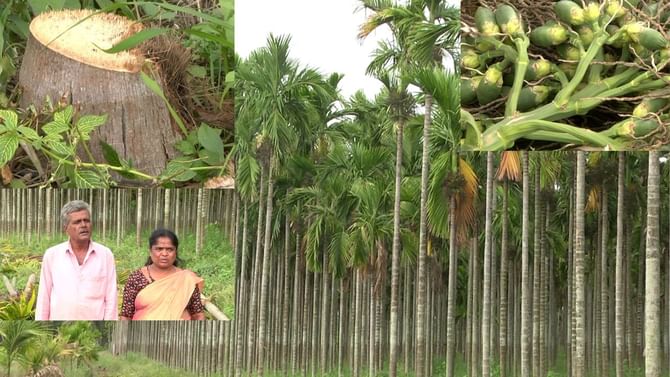 Davanagere News: ಹೊಟ್ಟೆಕಿಚ್ಚು ಹೆಚ್ಚಾಗಿ, ಚಿನ್ನದ ಬೆಳೆ ನೀಡುತ್ತಿದ್ದ ಅಡಿಕೆಯ ನೂರಾರು ಮರಗಳನ್ನು ಕಡಿದುಹಾಕಿದ ಸೋದರ ಸಂಬಂಧಿ! Davanagere News: ಹೊಟ್ಟೆಕಿಚ್ಚು ಹೆಚ್ಚಾಗಿ, ಚಿನ್ನದ ಬೆಳೆ ನೀಡುತ್ತಿದ್ದ ಅಡಿಕೆಯ ನೂರಾರು ಮರಗಳನ್ನು ಕಡಿದುಹಾಕಿದ ಸೋದರ ಸಂಬಂಧಿ!