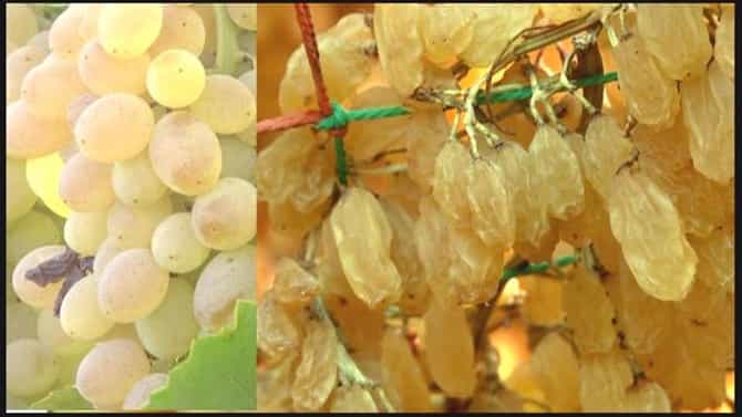 ಏಷ್ಯಾದಲ್ಲೇ ಉತೃಷ್ಟ ಒಣ ದ್ರಾಕ್ಷಿ ವಿಜಯಪುರ ಜಿಲ್ಲೆಯಲ್ಲಿ ಬೆಳೆಯುತ್ತಾರೆ, ಆದರೆ ಬೆಳೆಗಾರರ ಪಾಲಿಗೆ ಅದು ಕಹಿ ಕಹಿ, ಬಿಸಿಯೂಟಕ್ಕೆ ಸೇರಿಸಲು ಮನವಿ