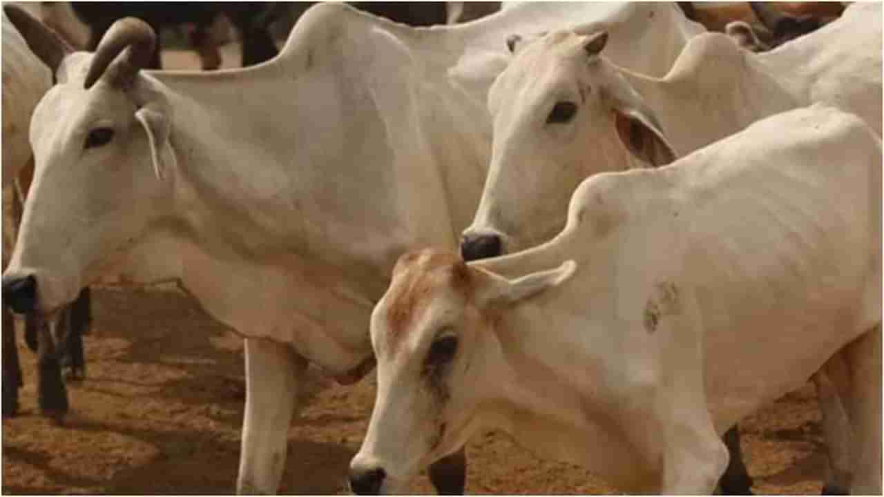 ಗೋಹತ್ಯೆ ನಿಷೇಧ ಕಾನೂನು ರದ್ದುಗೊಳಿಸುವ ಪ್ರಸ್ತಾವವಿಲ್ಲ; ಪರಿಷತ್​​​ನಲ್ಲಿ ಸಚಿವ ಕೆ ವೆಂಕಟೇಶ್​ ಸ್ಪಷ್ಟನೆ